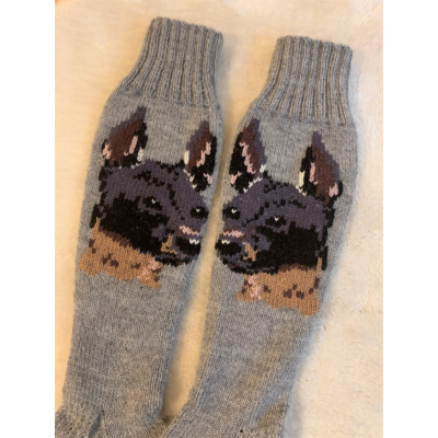 Amerikankarvatonterrierisukat